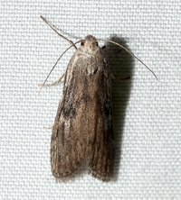 Aphomia terrenella