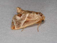 Apoda biguttata