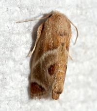 Apoda biguttata