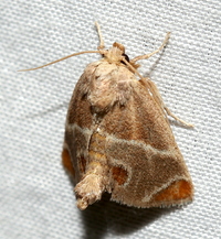 Apoda biguttata
