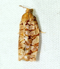 Archips georgiana