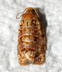 Archips georgiana