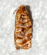 Archips georgiana