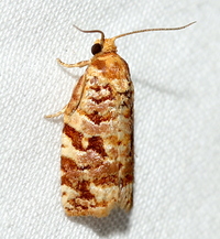 Archips georgiana