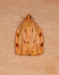 Archips rileyana
