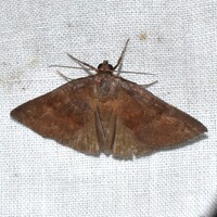 Argyrostrotis deleta