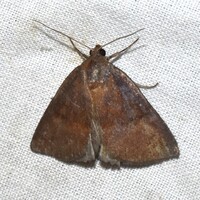 Argyrostrotis deleta