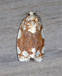 Argyrotaenia alisellana