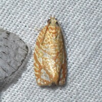 Argyrotaenia quercifoliana