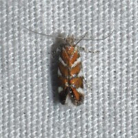 Aristotelia monilella