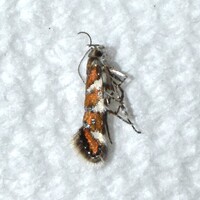 Aristotelia monilella