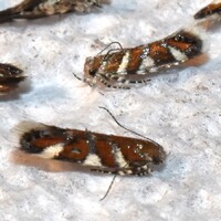 Aristotelia monilella