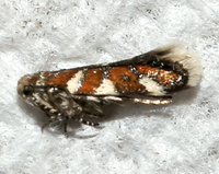 Aristotelia monilella