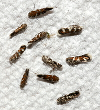 Aristotelia monilella