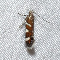 Aristotelia monilella