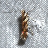 Aristotelia roseosuffusella