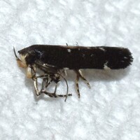 Aroga argutiola