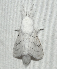 Artace cribrarius