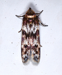 Asaphocrita aphidiella
