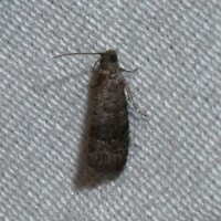 Aspila packardi