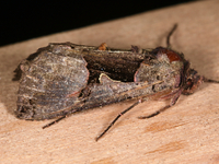 Autographa ampla