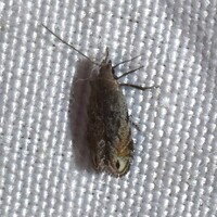 Battaristis concinnusella