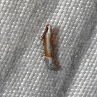 Battaristis new species