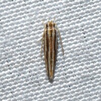 Besciva n. sp.