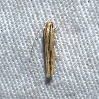 Besciva n. sp.