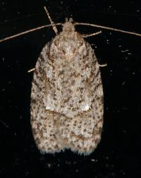 Bibarrambla allenella