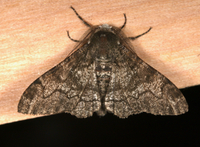 Biston betularia