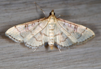 Blepharomastix ranalis