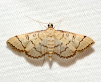 Blepharomastix ranalis
