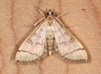 Blepharomastix ranalis