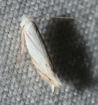 Bucculatrix inusitata