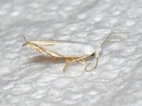 Bucculatrix inusitata