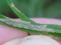 Bucculatrix new species 2 - on Eupatorium compositifolium