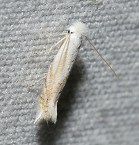 Bucculatrix solidaginiella