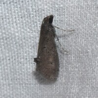 Cacotherapia unipuncta