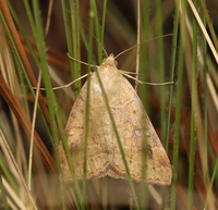 Caenurgia chloropha