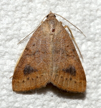 Caenurgia chloropha