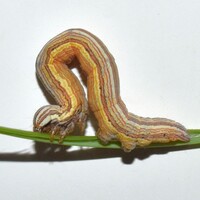 Caenurgia chloropha
