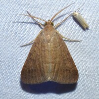 Caenurgia chloropha