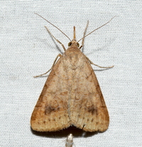 Caenurgia chloropha