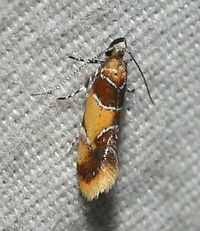 Callima argenticinctella