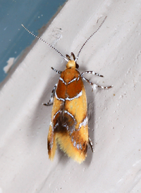 Callima argenticinctella