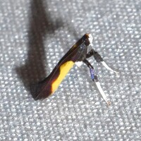 Caloptilia belfragella