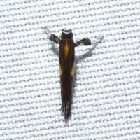 Caloptilia belfragella