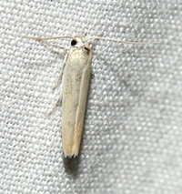 Calosima dianella