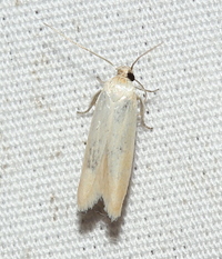 Calosima dianella